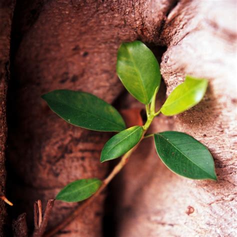 避邪植物|鬼月「避邪植物」推薦這5種！「抹草」沐浴可趨吉避。